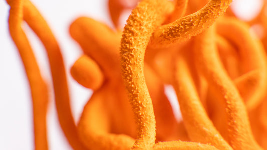 Cordyceps: El Adaptógeno Milenario que Revoluciona la Salud Moderna