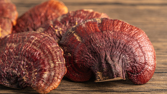 Beneficio de Reishi