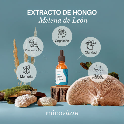 Focus | Extracto de Melena de León